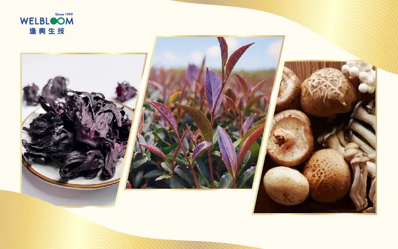 洛神專利 內文圖3 800x500